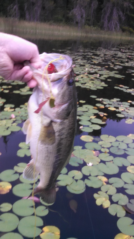 second bass