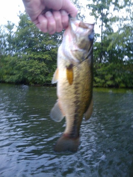 bass