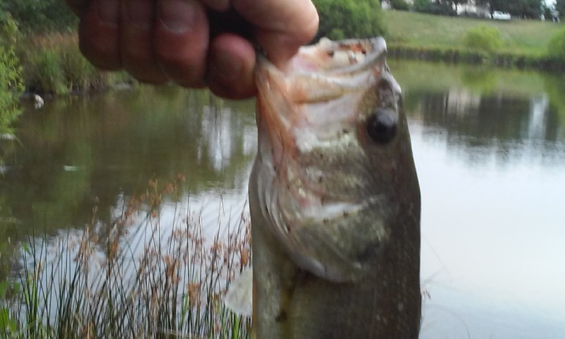 nice bass #2 erial. lake george