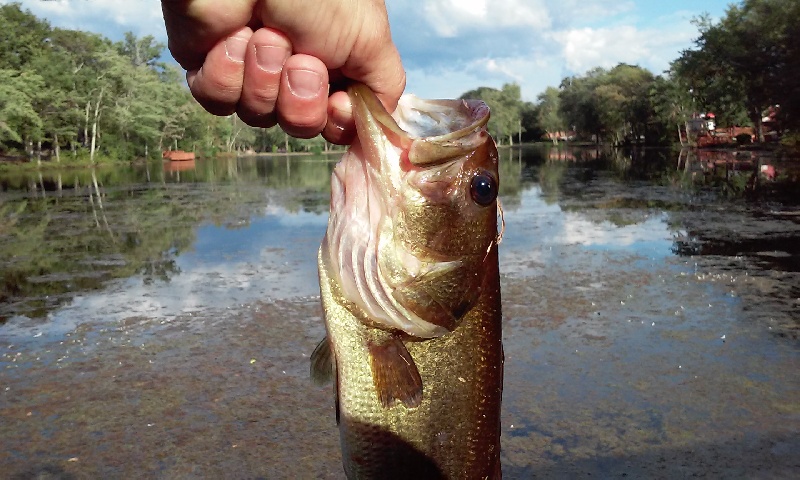 big fatty archway school lake