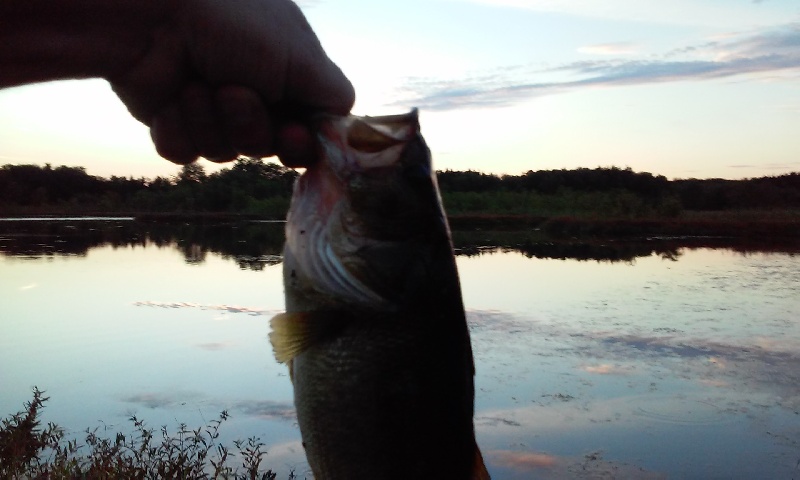 nice hawg #2 new brooklyn lake