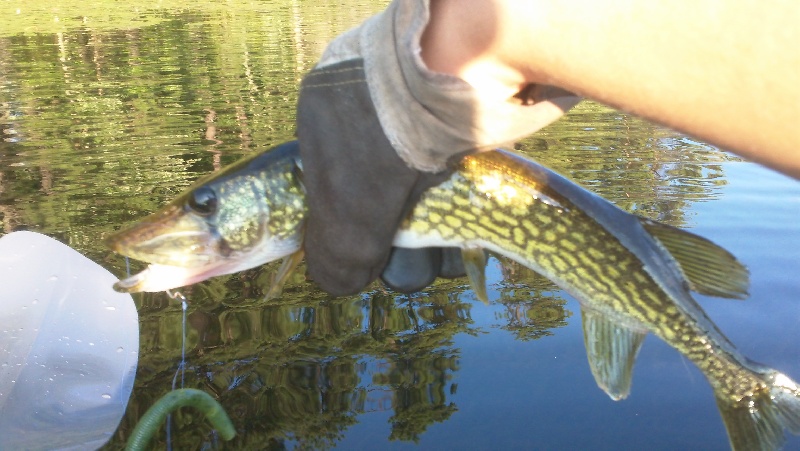 My First Pickerel