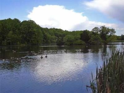 Amwell Lake